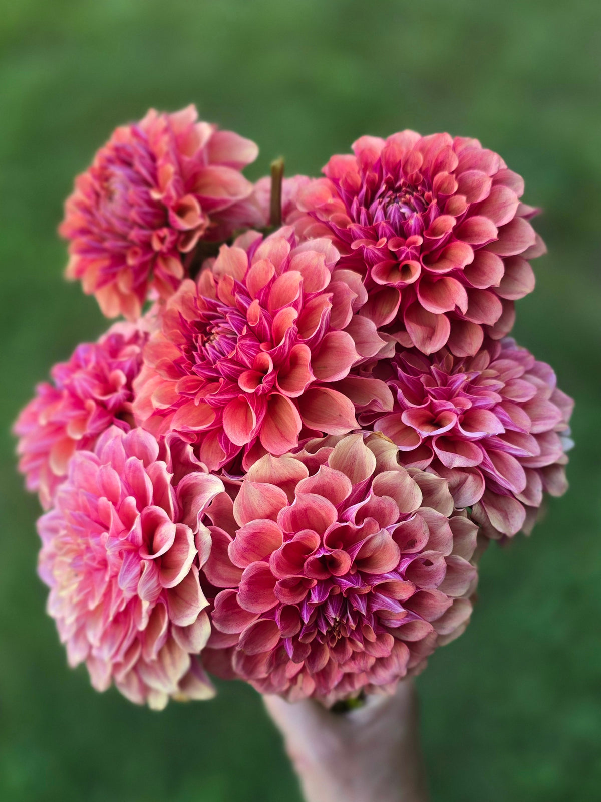 Burfoot Desert Rose