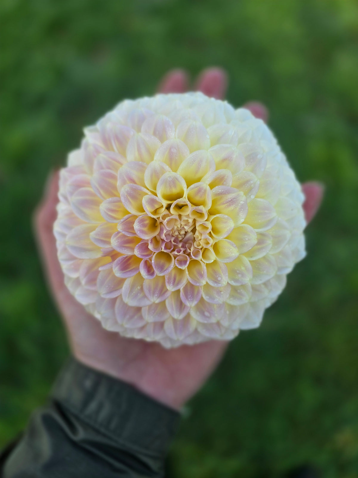 Coorabell Moonglow