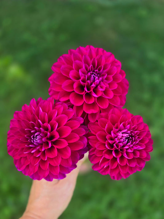 Hollyhill Berry Purple