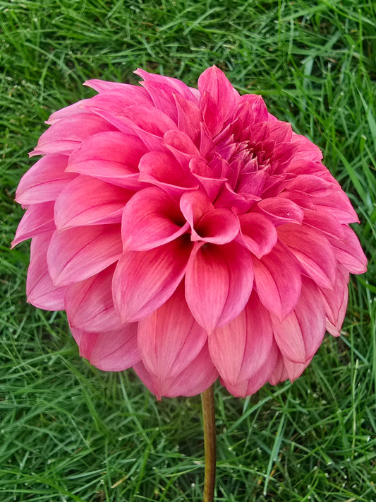 KA's Keltie Rose