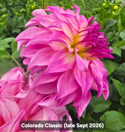 Colorado Classic