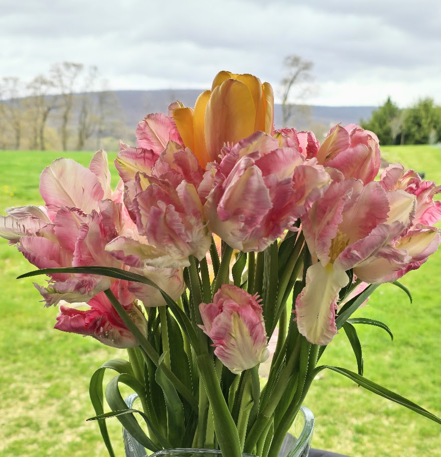 Tulip- Cabanna Parrot