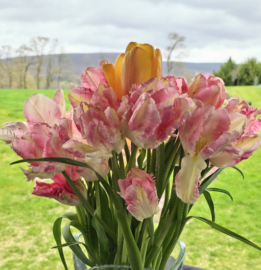 Tulip- Cabanna Parrot