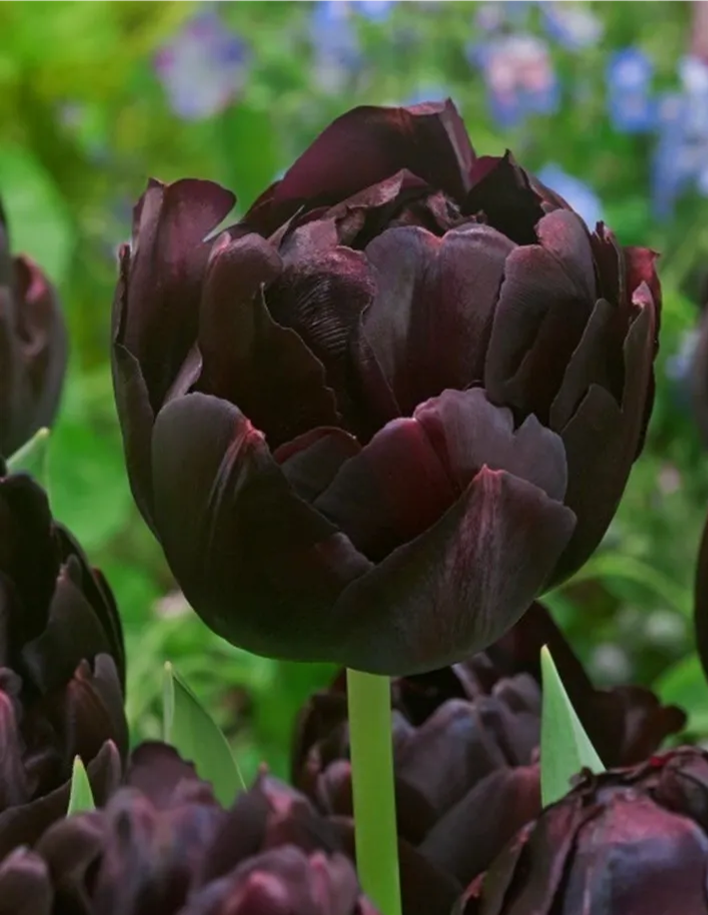 Tulip- Black Hero