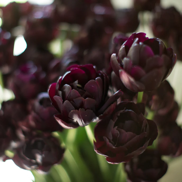 Tulip- Black Hero