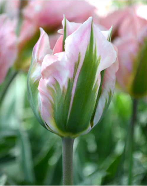 Tulip- China Town