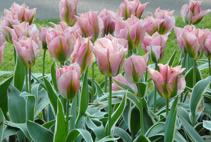Tulip- China Town