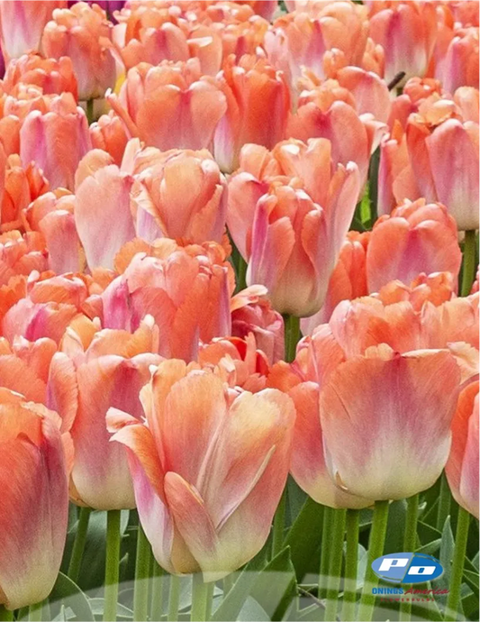 Tulip- Coral Pride