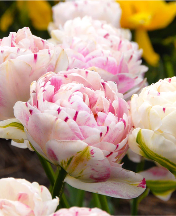 Tulip- Danceline