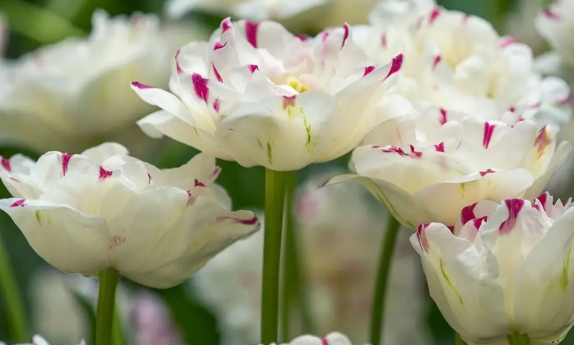 Tulip- Danceline
