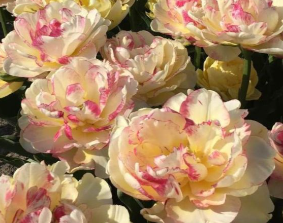 Tulip- Double Shake
