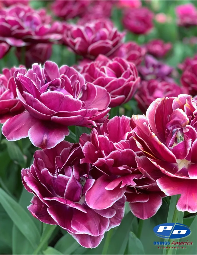 Tulip- Dream Touch
