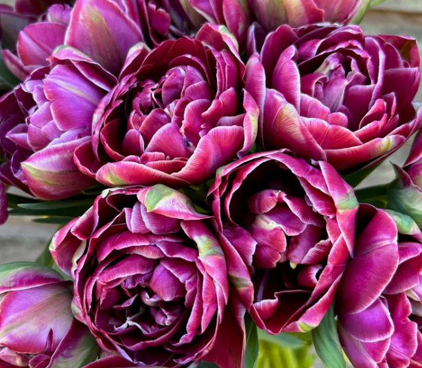 Tulip- Dream Touch