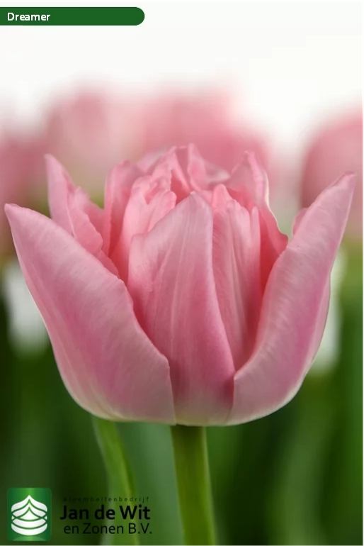 Tulip- Dreamer