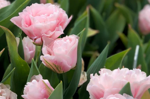 Tulip- Dreamer