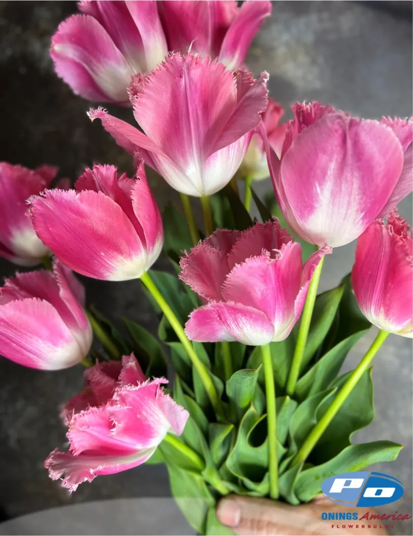Tulip- Fancy Frills