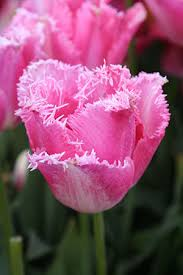 Tulip- Fancy Frills