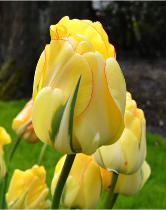 Tulip- Akebono
