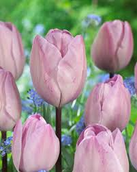 Tulip- Jacuzzi