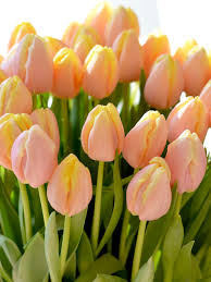 Tulip- Mango Charm