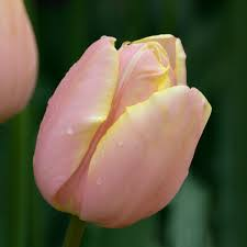 Tulip- Mango Charm
