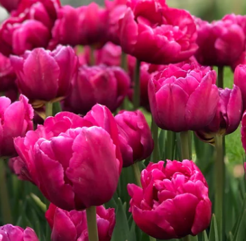 Tulip- Margarita