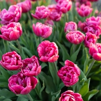 Tulip- Margarita