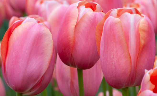 Tulip- Menton