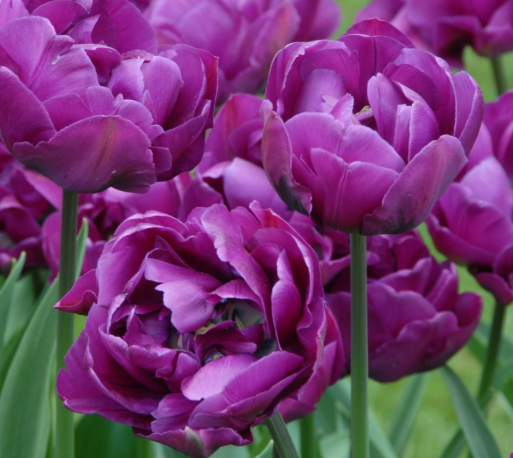Tulip- Negrita Double