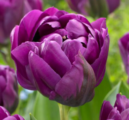 Tulip- Negrita Double