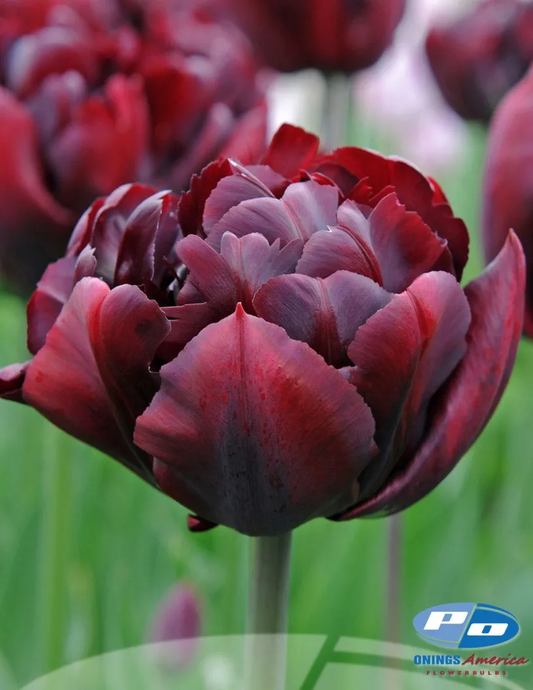 Tulip- Palmyra