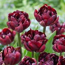 Tulip- Palmyra