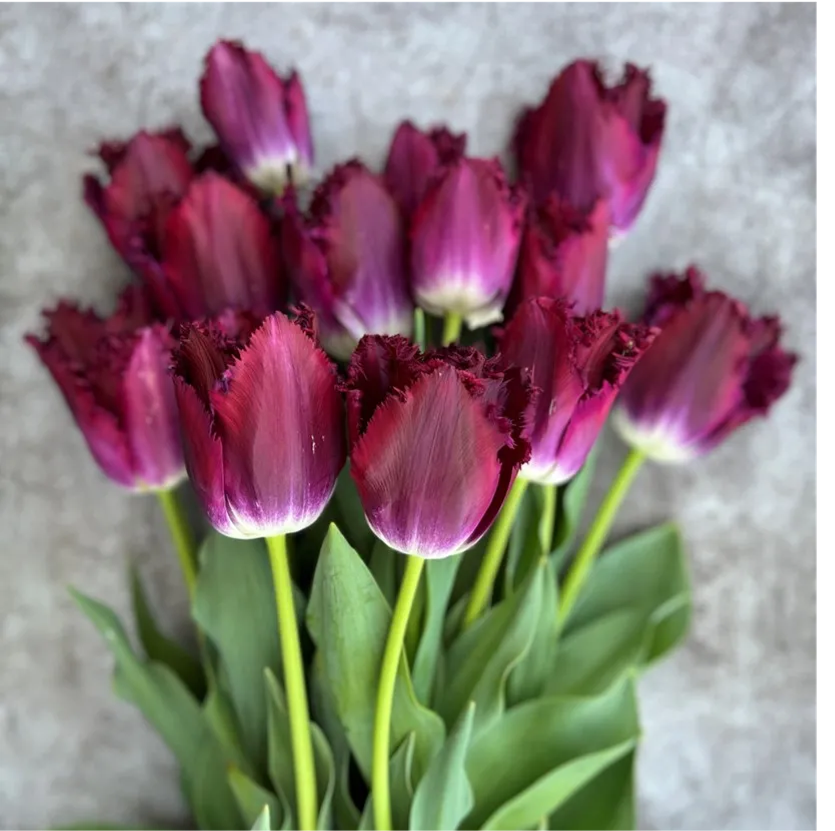 Tulip- Purple Crystal