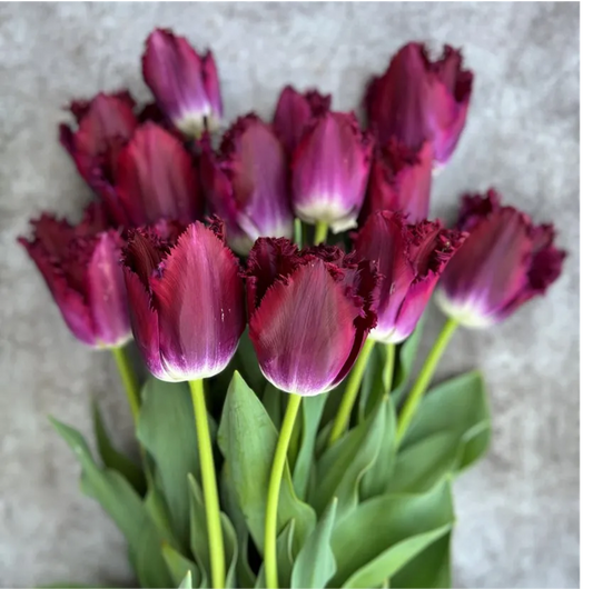 Tulip- Purple Crystal