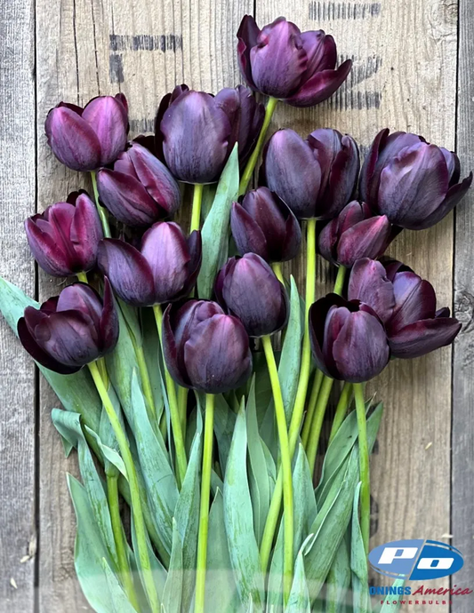 Tulip- Queen of Night