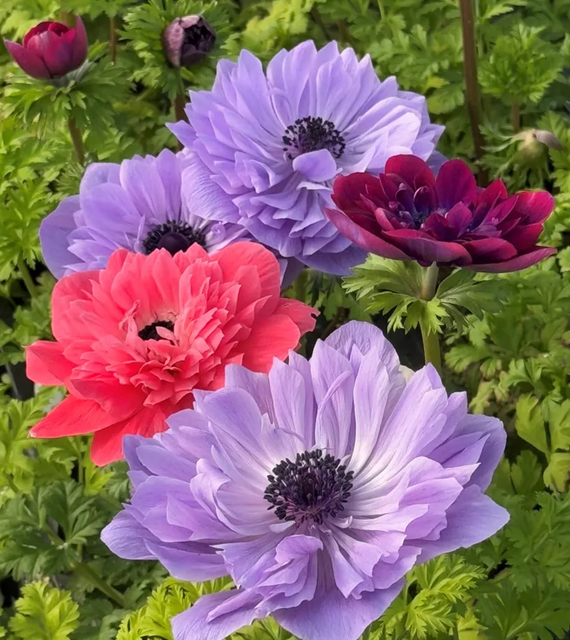 Anemone- Levante Mix