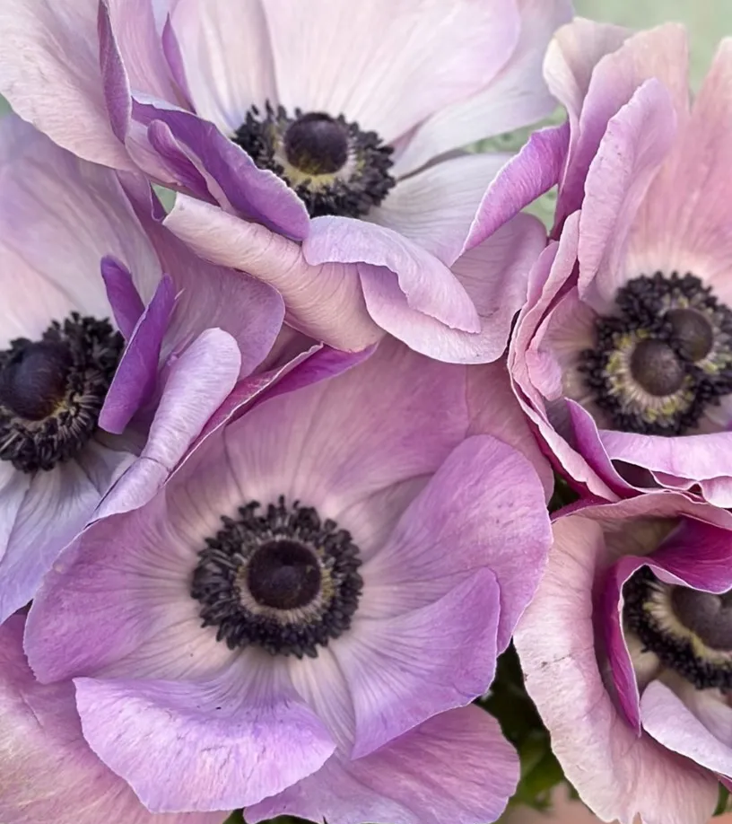 Anemone- Mistral Plus Rarity