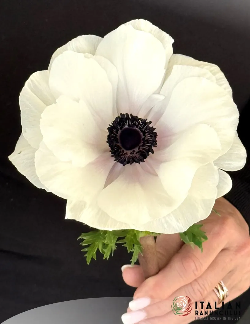 Anemone- Mistral Plus Bianco Centro