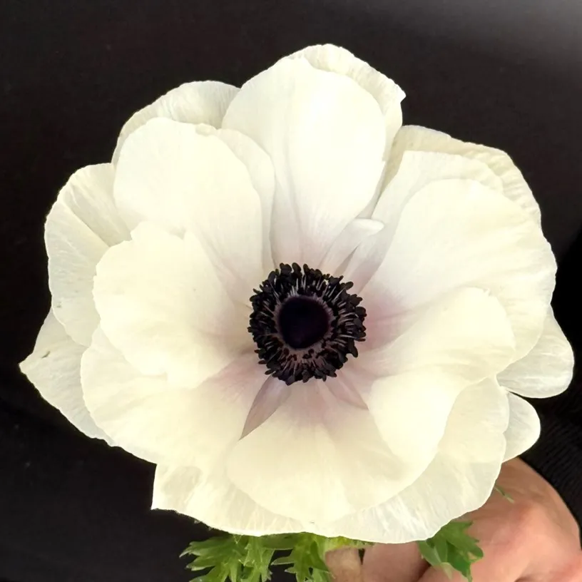 Anemone- Mistral Plus Bianco Centro