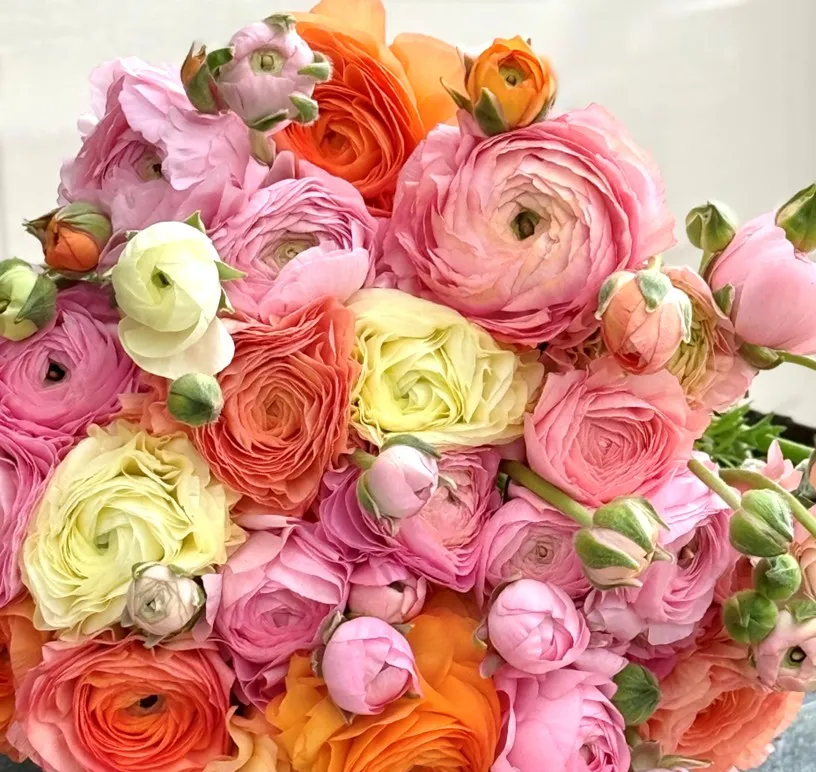 Ranunculus- Elegance La Dolce Vita