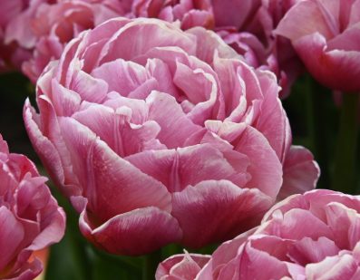 Tulip- Beach Berry