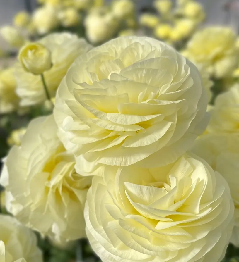 Ranunculus- Elegance Crema