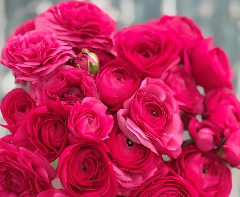 Ranunculus- Elegance Hot Pink Ciclamino