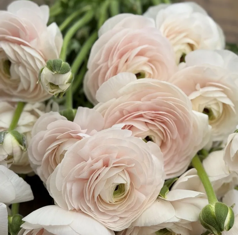 Ranunculus- Cloni Success Hanoi