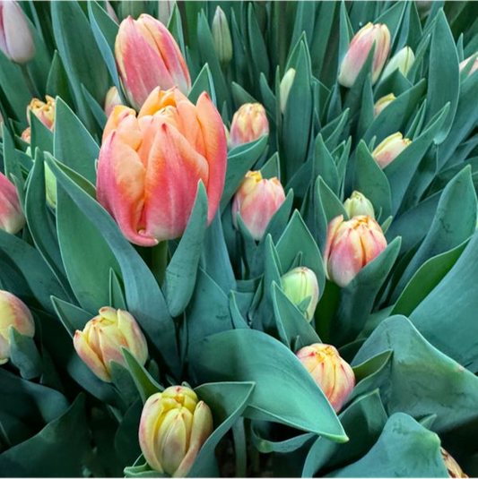 Tulip- Bed of Roses