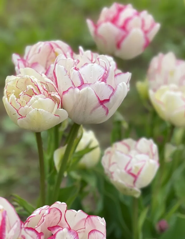 Tulip- Belicia