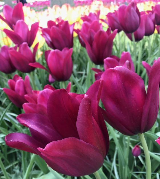 Merlot Tulip Bulbs