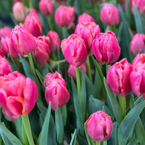 Salmon Symbiose Tulip Bulbs