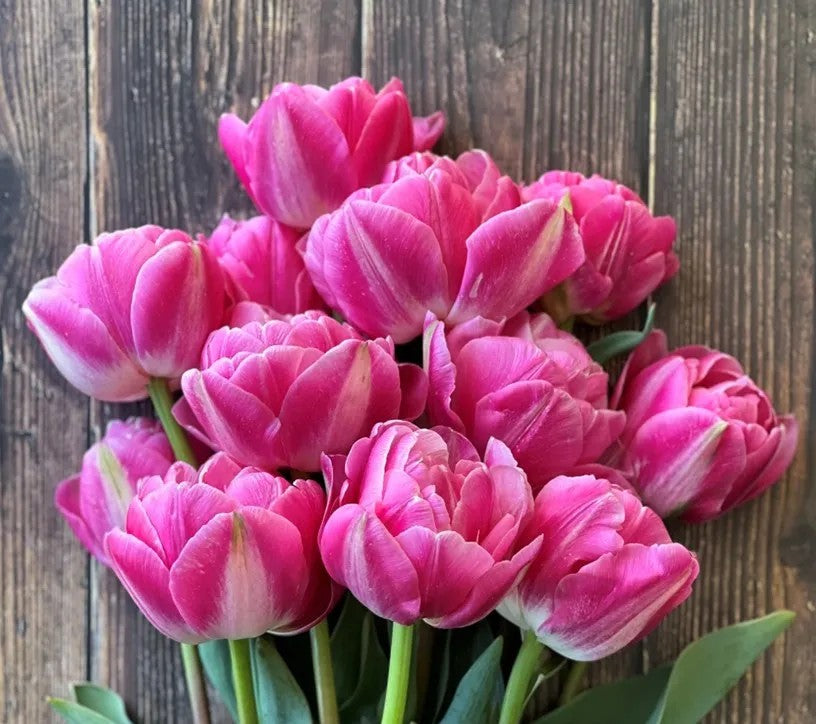 Voque Tulip Bulbs