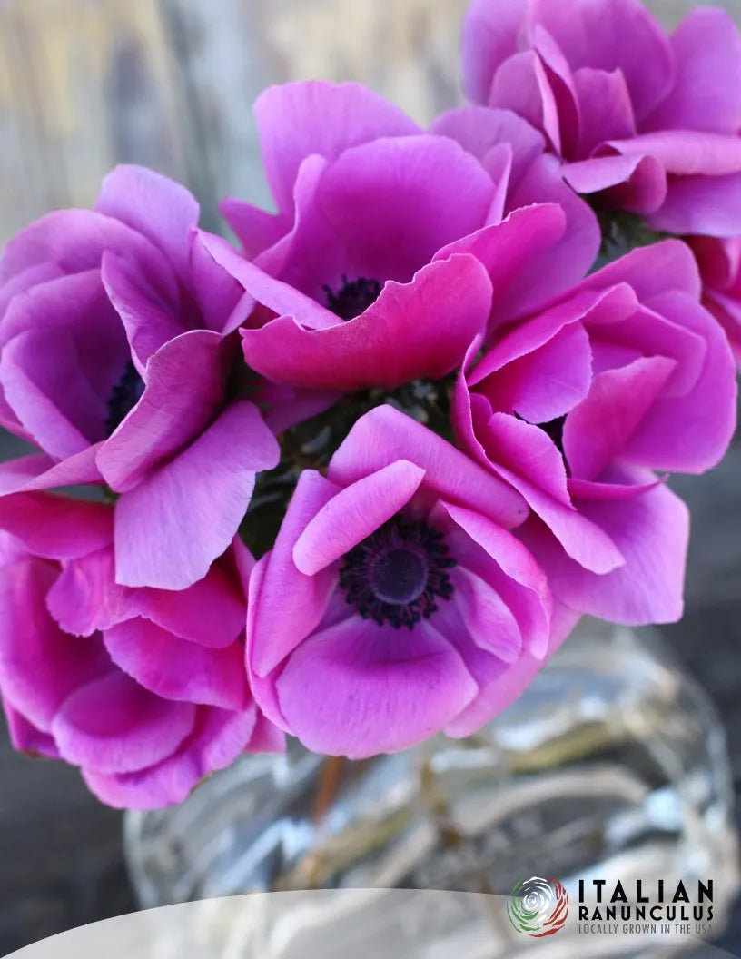 Mistral Magenta Anemone